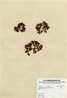 藏品(刺江蘺)的圖片